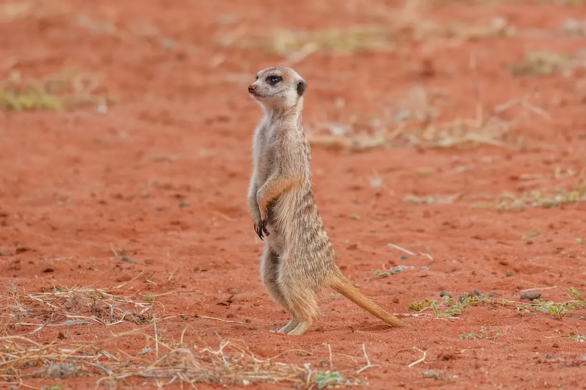 Meerkat standing in dry Kalahari desert habitat