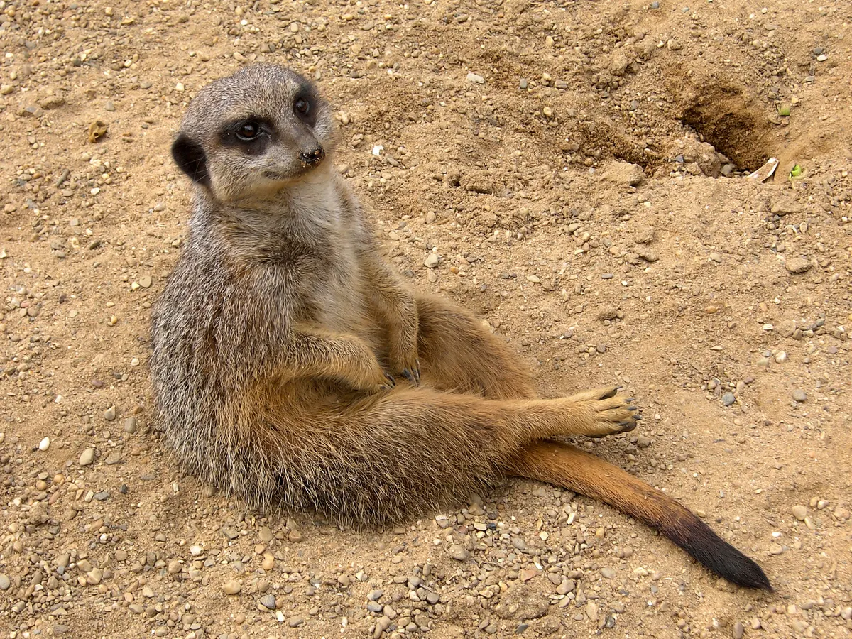 Meerkat standing alert on sandy ground