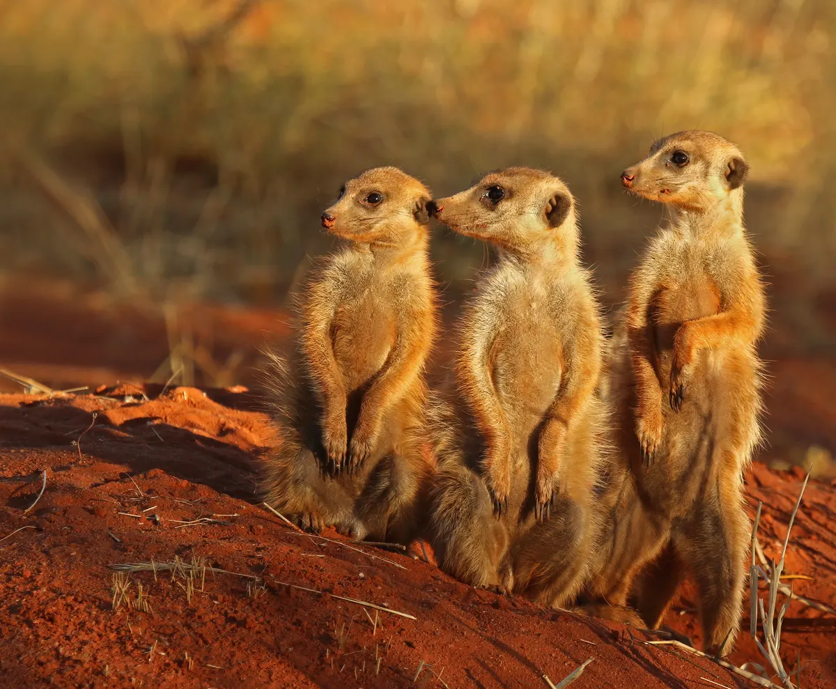 Meerkat in open southern African savanna
