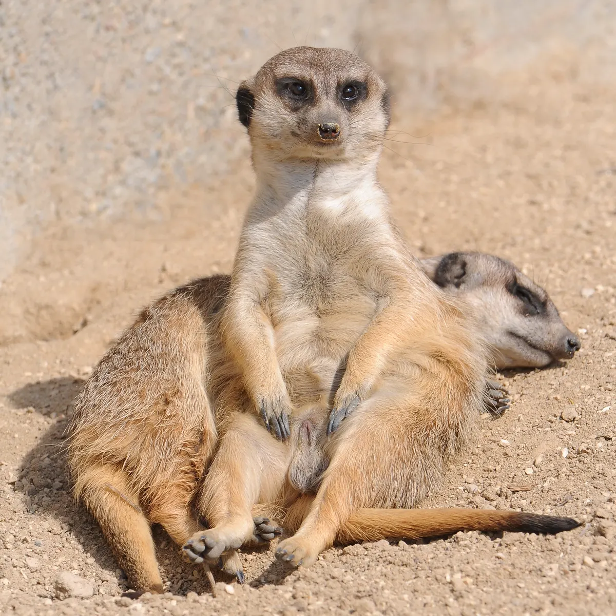 Meerkat standing upright showing small body size