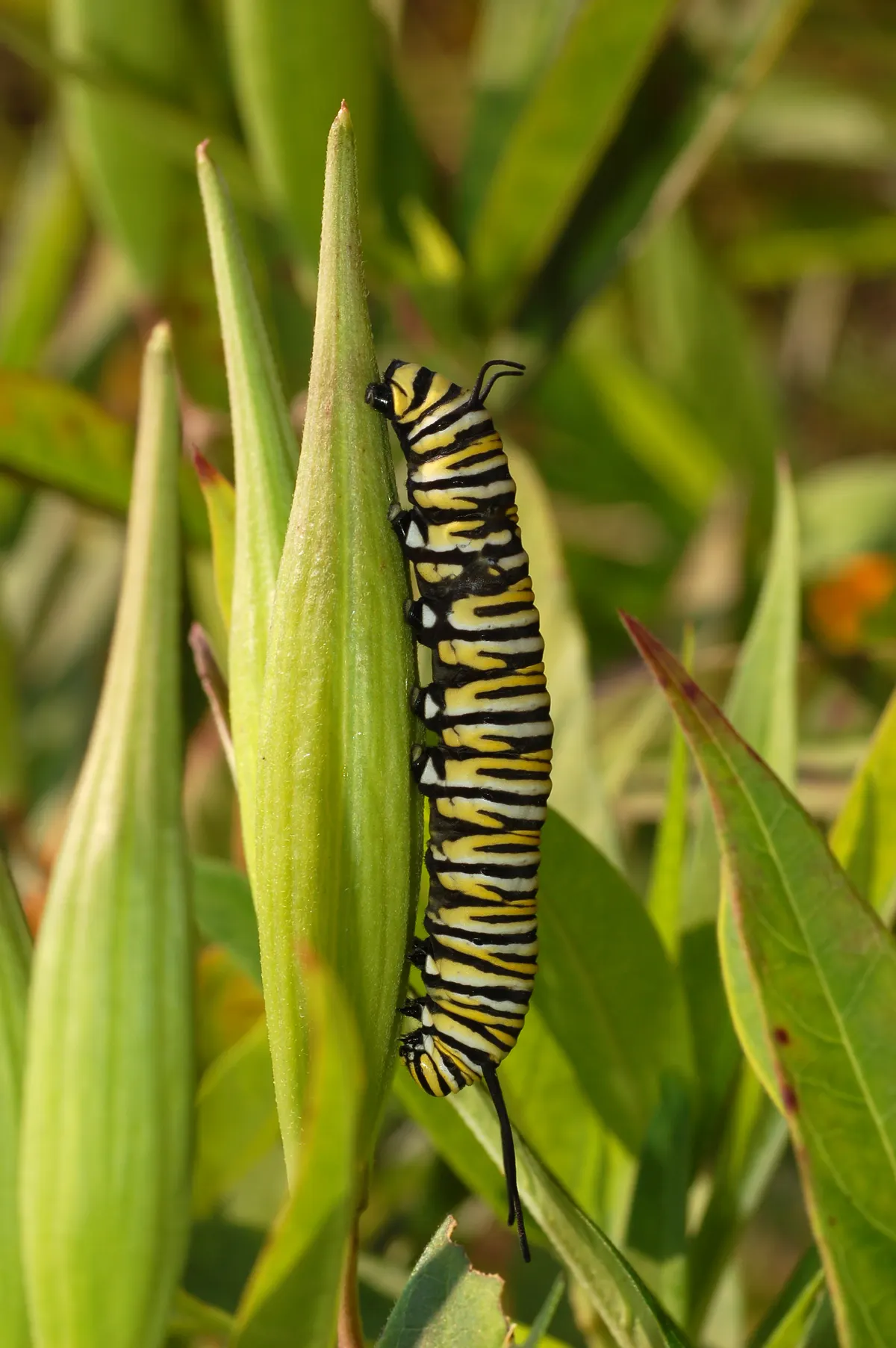 Vertical close up of a striped monarch butterfly caterpillar on a stem