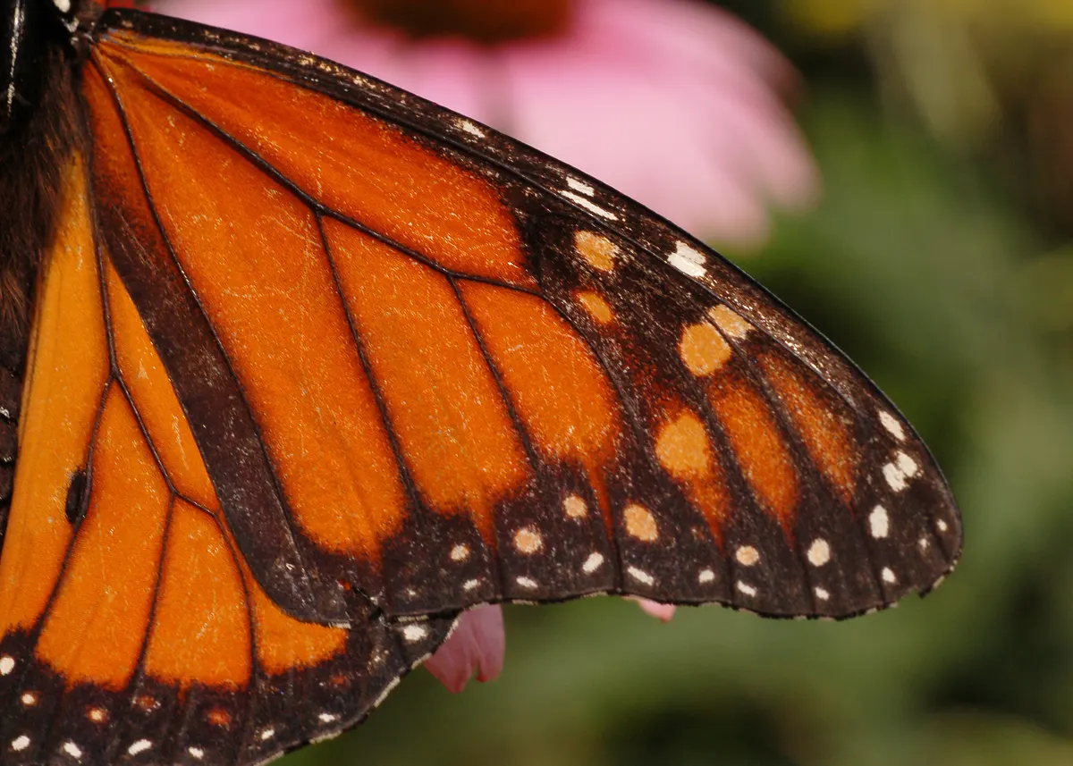Extreme close-up of a male monarch butterfly's wing showing overlapping scales and black veins