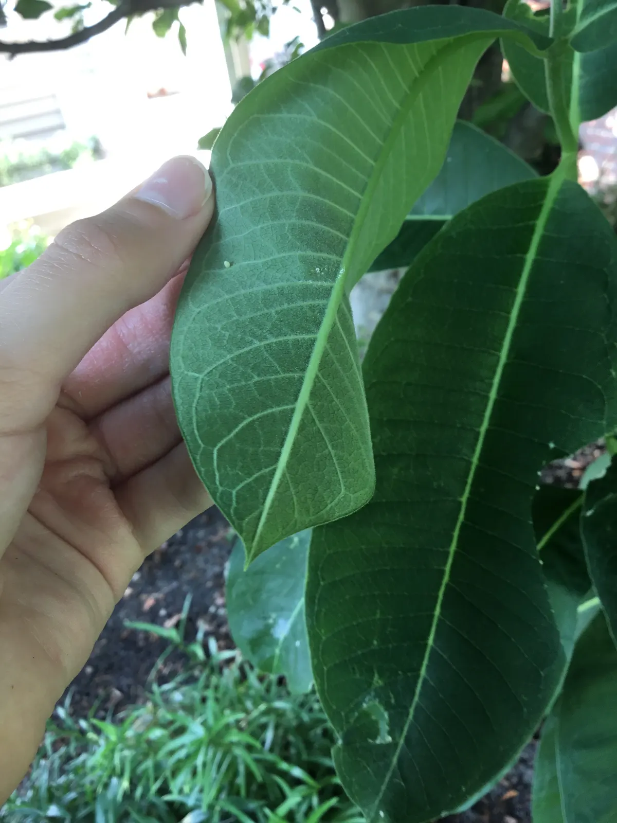 A tiny pale yellow monarch butterfly egg on a green milkweed leaf next to a finger
