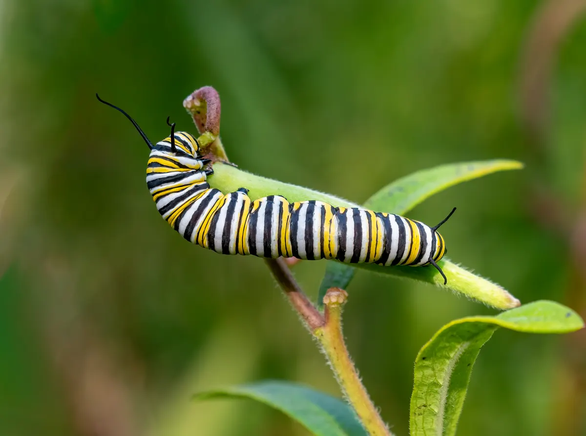 Close-up of a striped monarch caterpillar feeding on a green milkweed leaf