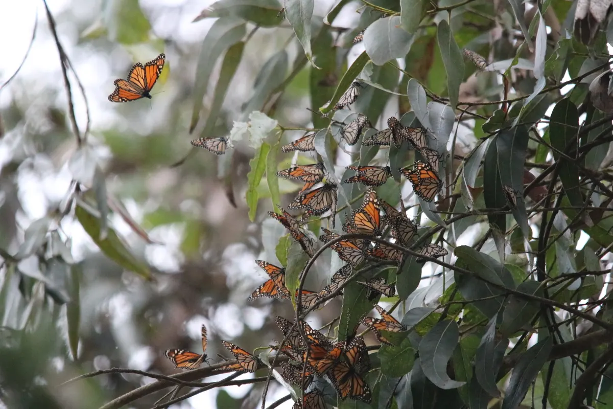 Dense cluster of monarch butterflies hanging from a eucalyptus branch