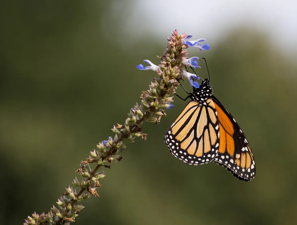 Monarch butterfly feeding on Salvia flowers in a garden