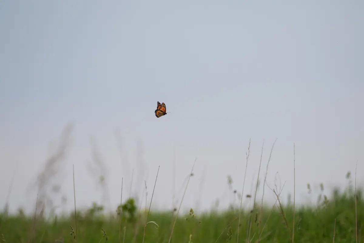Monarch butterfly gliding over a prairie field during migration