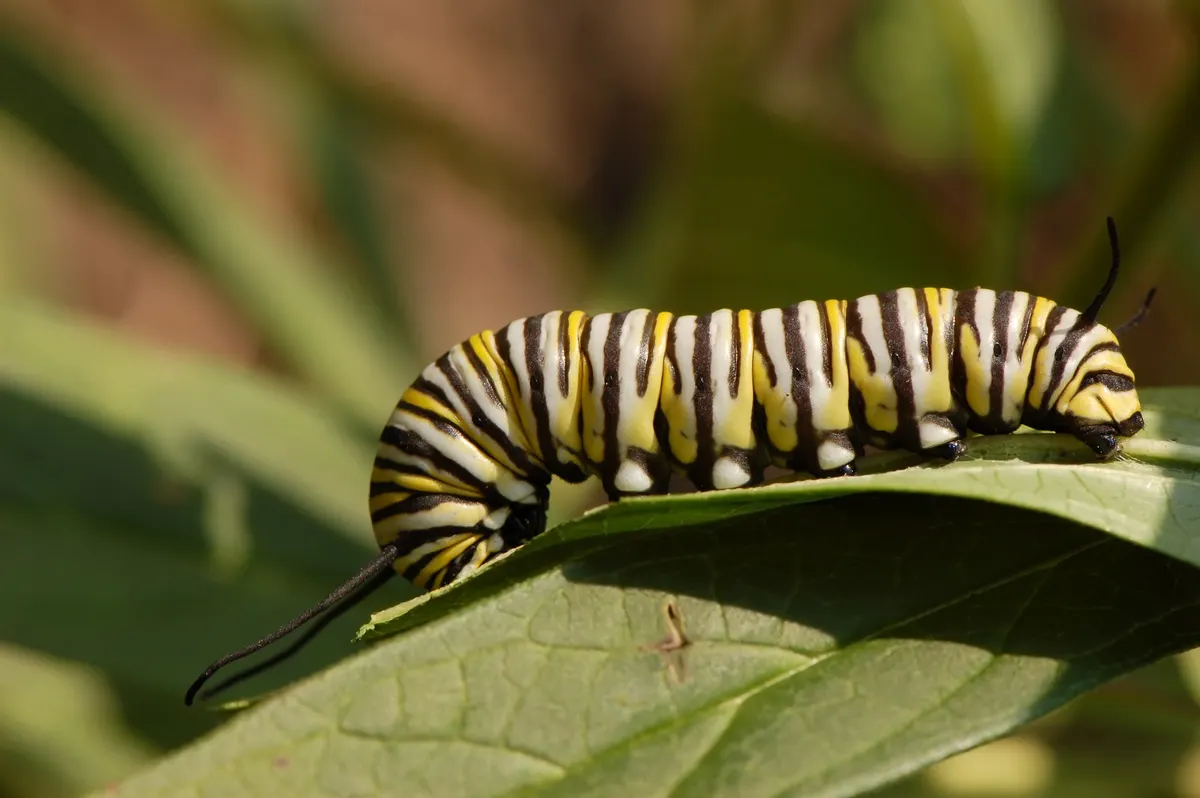 Monarch caterpillar chewing on the edge of a green milkweed leaf