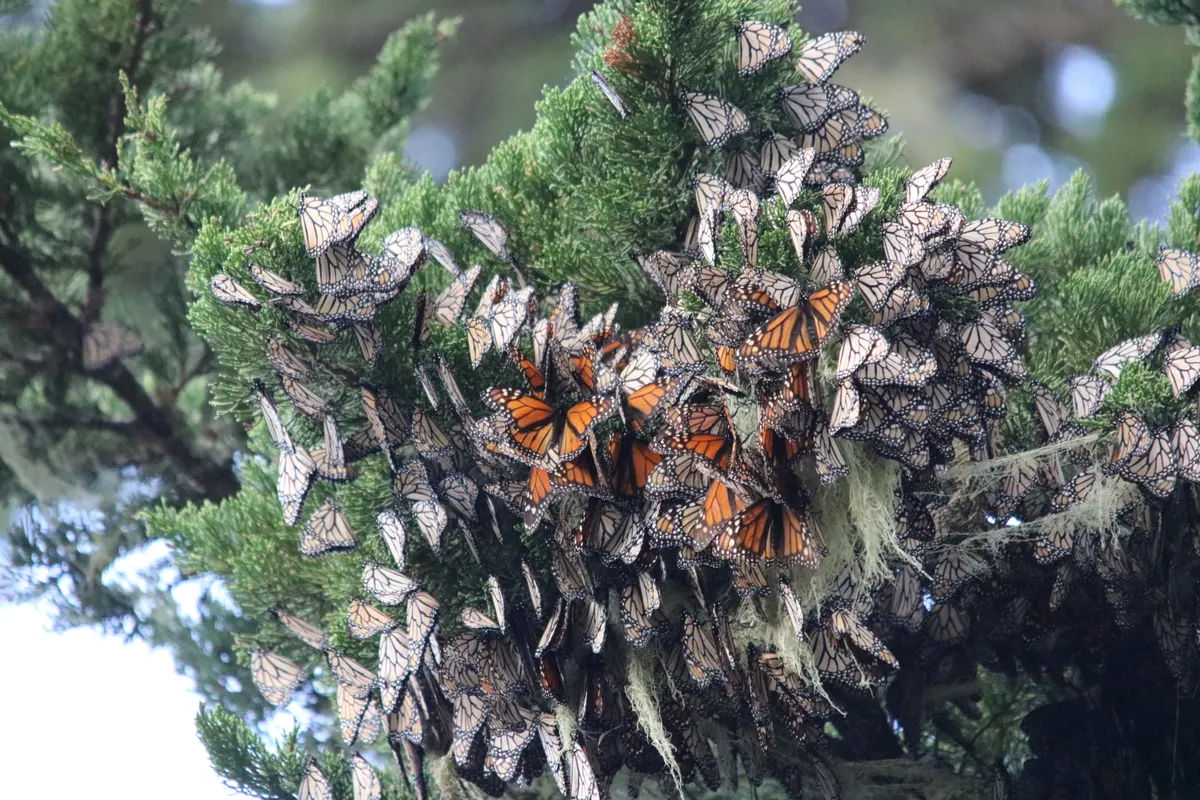 Thousands of monarch butterflies clustering together on branches of a cypress tree