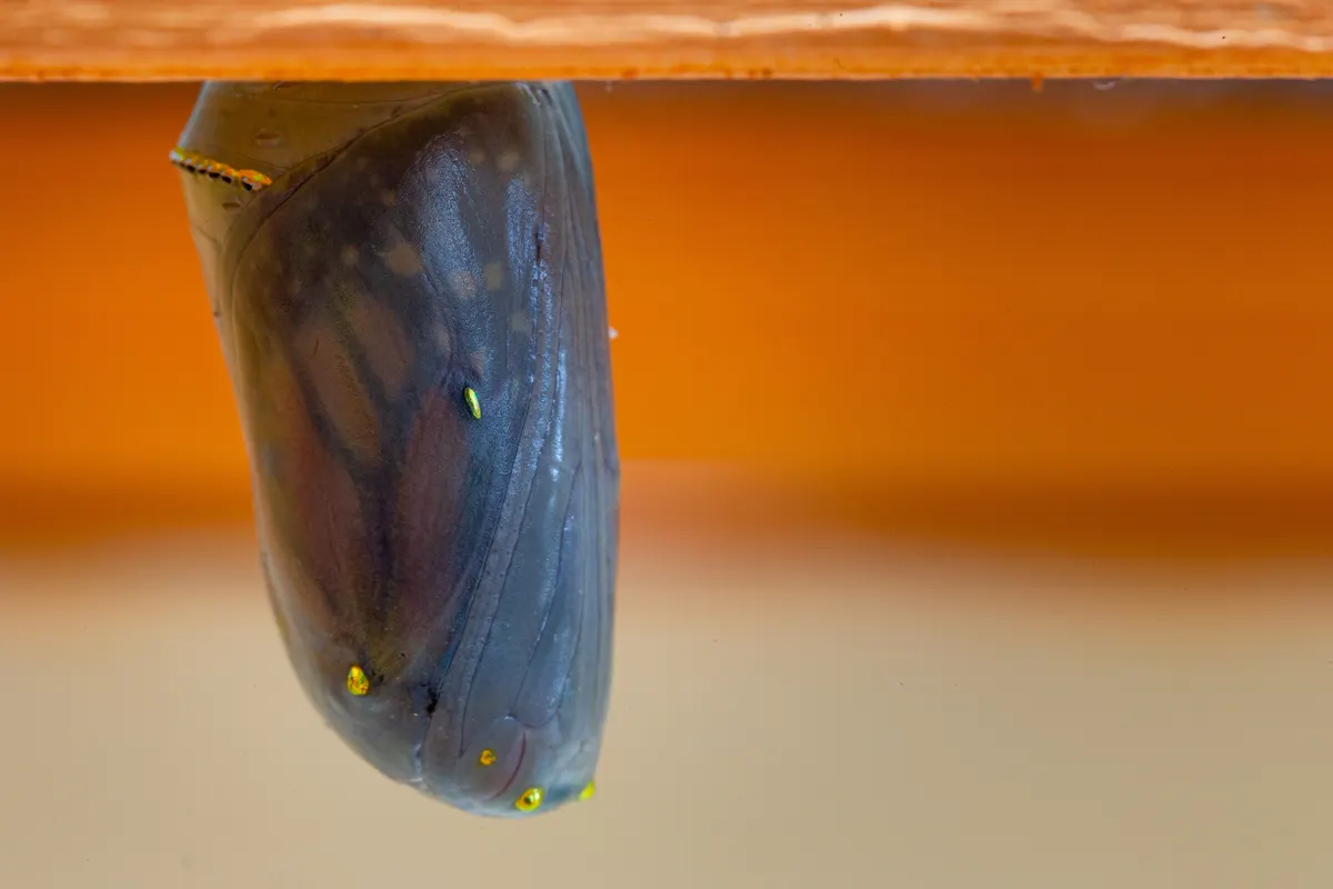 A bright green monarch butterfly chrysalis hanging from a stem with golden dots