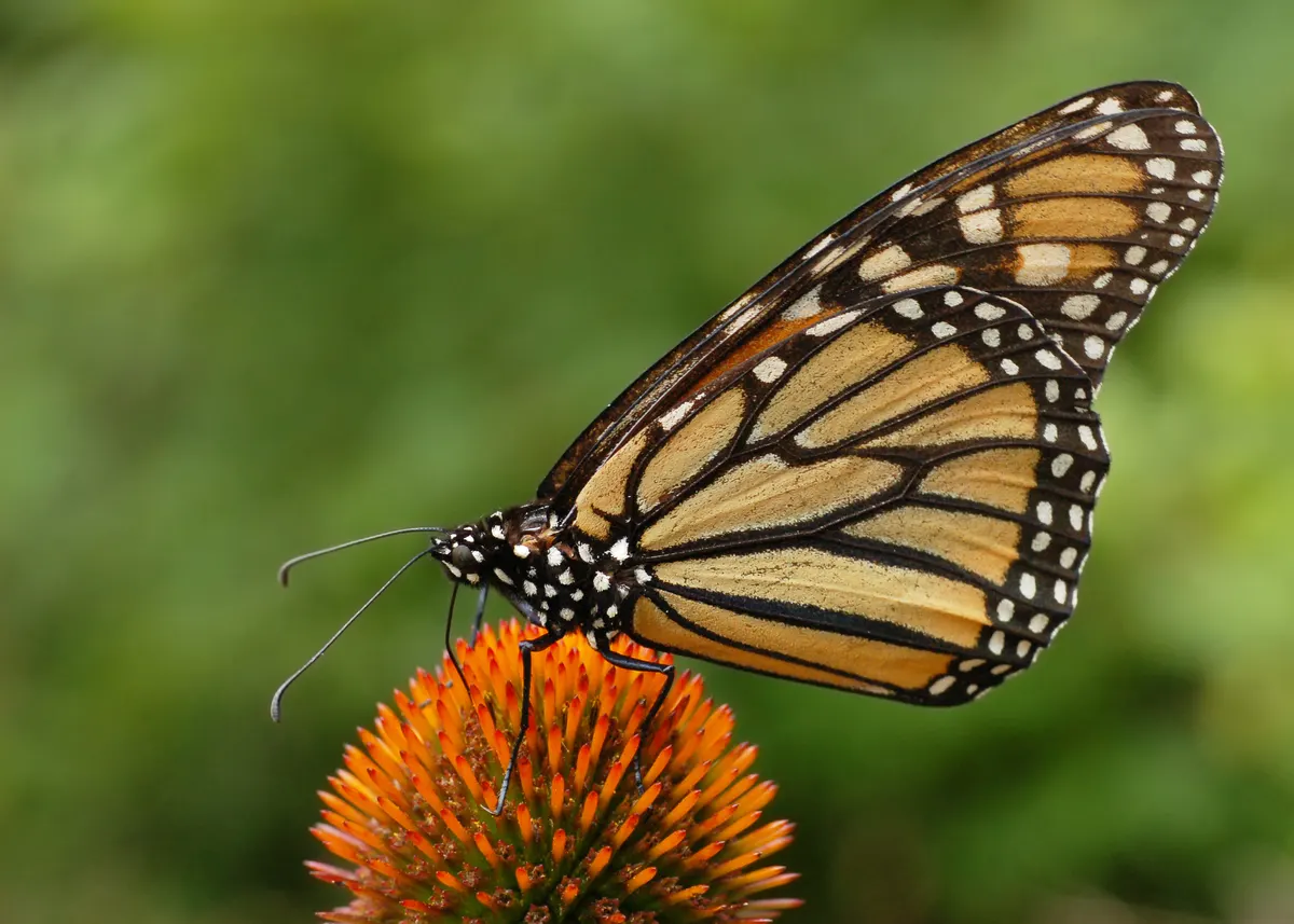 Monarch butterfly in a summer meadow feeding on a purple coneflower