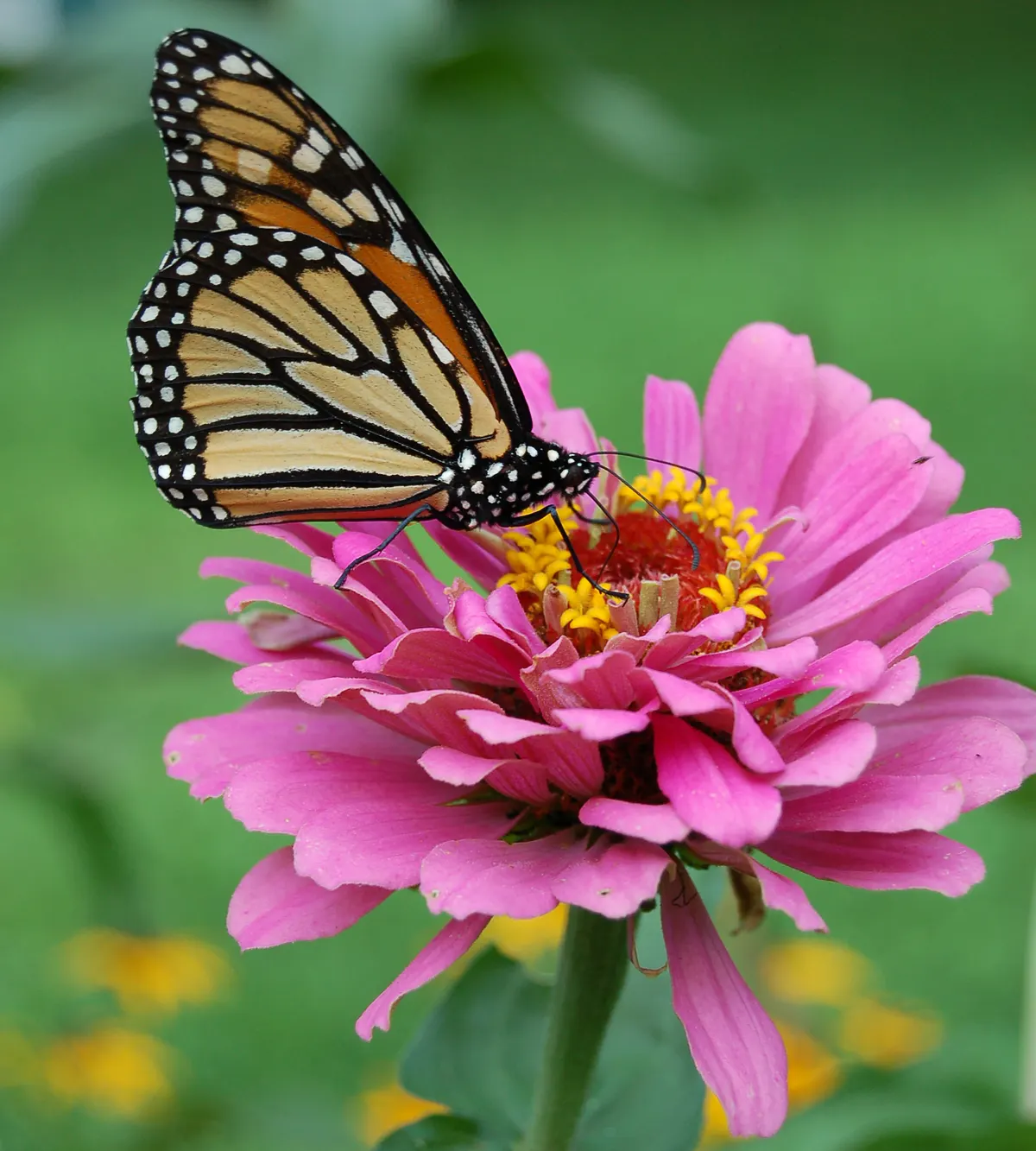 Monarch butterfly showing orange and black wings resting on a pink zinnia flower