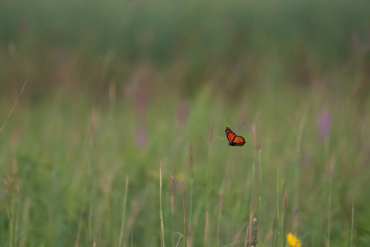 A monarch butterfly flying through the air over a green grassy field