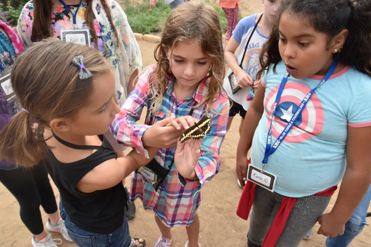 A person's hands carefully holding a monarch butterfly to attach a small circular tag