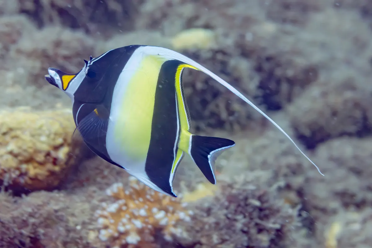 Juvenile moorish idol showing its developing dorsal pennant and crisp banding