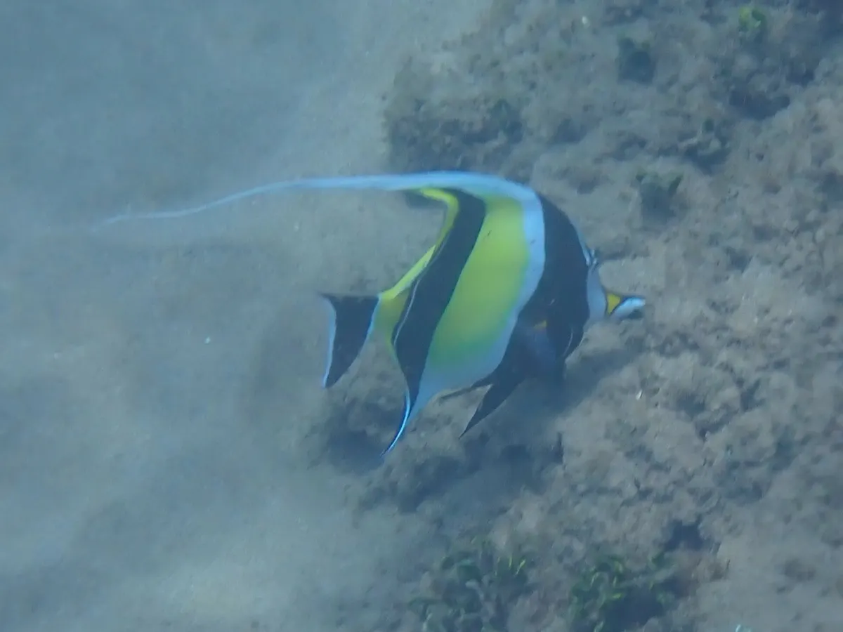 Intimate close-up of a moorish idol's yellow snout, bold black mask, and small mouth