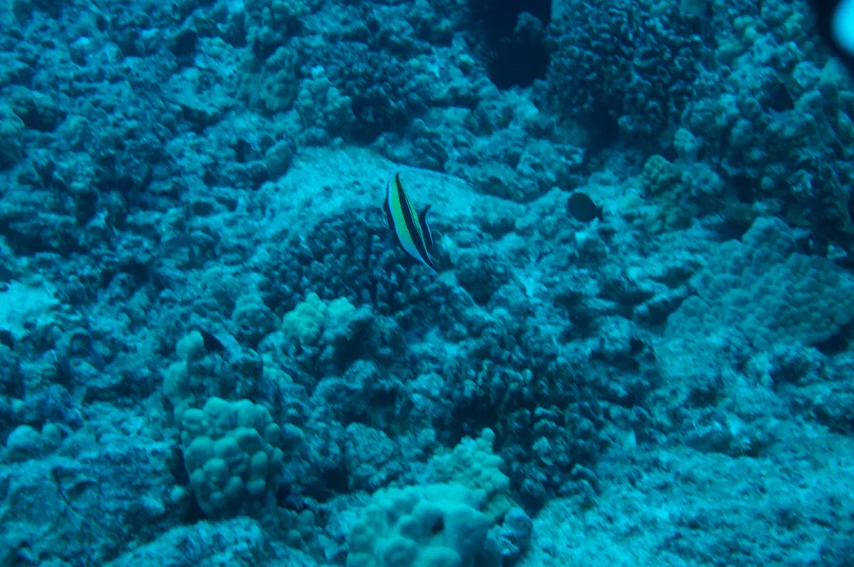 An adolescent moorish idol showing fully formed black and yellow vertical bands