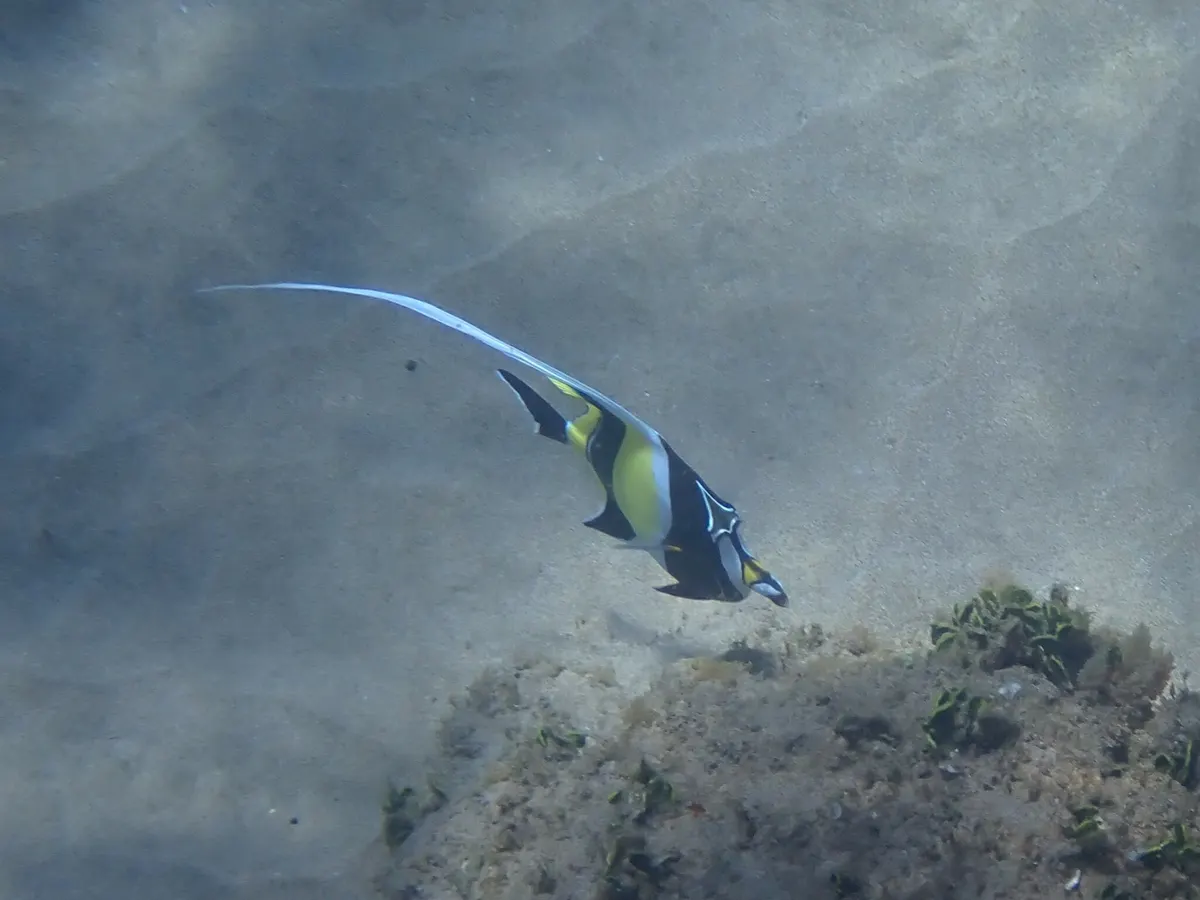 Moorish idol inspecting a narrow crevice for hiding invertebrates