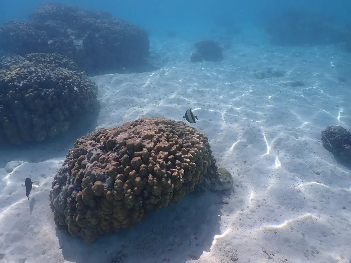 Pair of Moorish idols swimming beside a coral reef wall