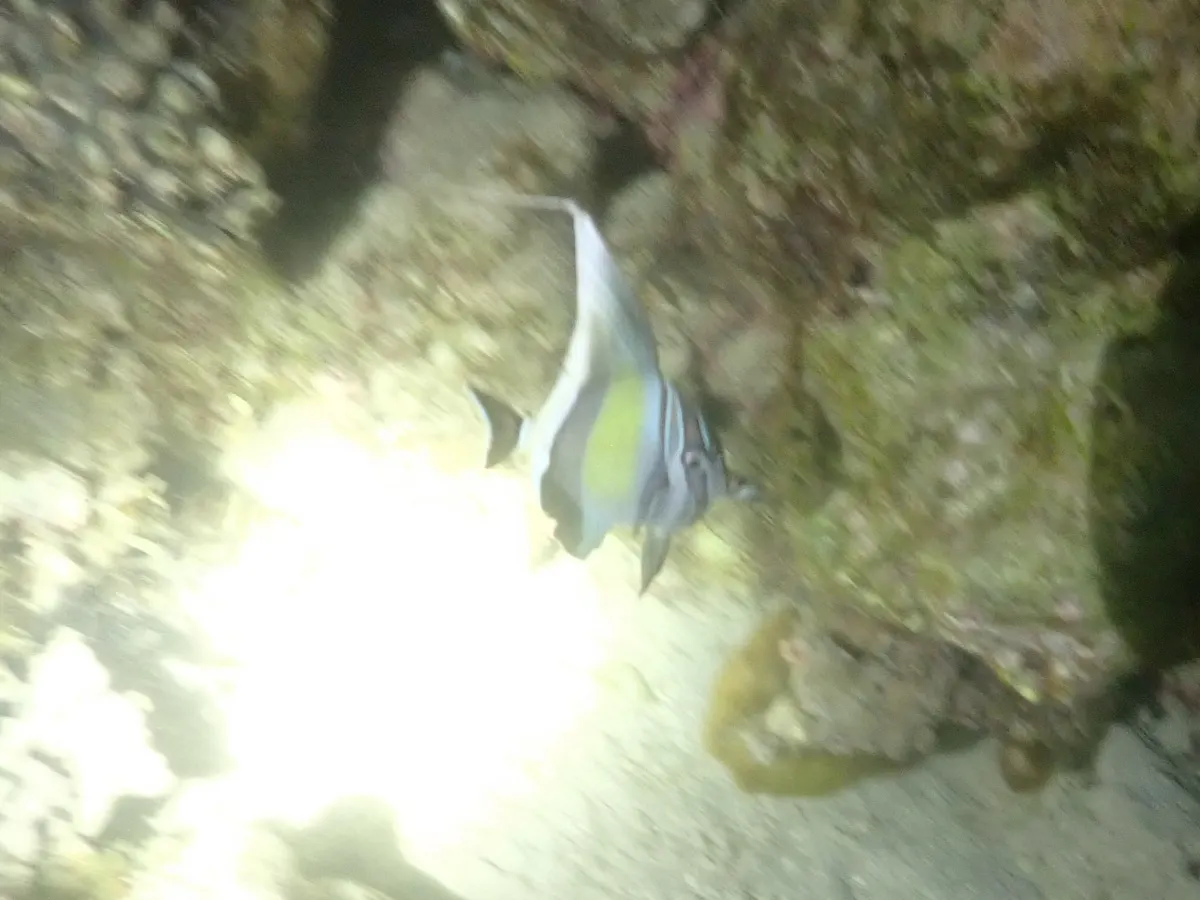 Beautiful moorish idol hovering gracefully above a vibrant coral garden