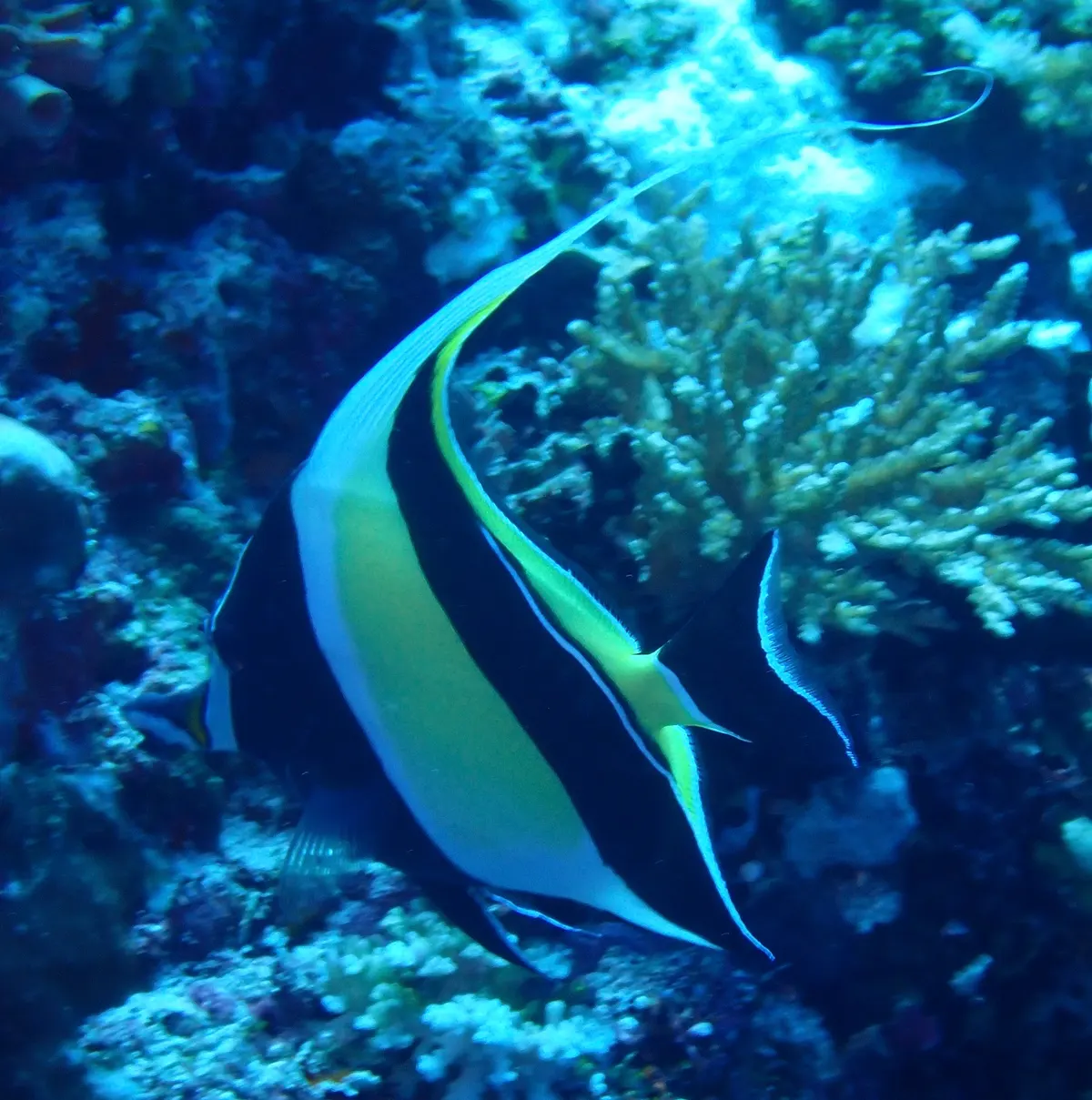 Stately moorish idol swimming peacefully in the crystal clear waters of the Maldives