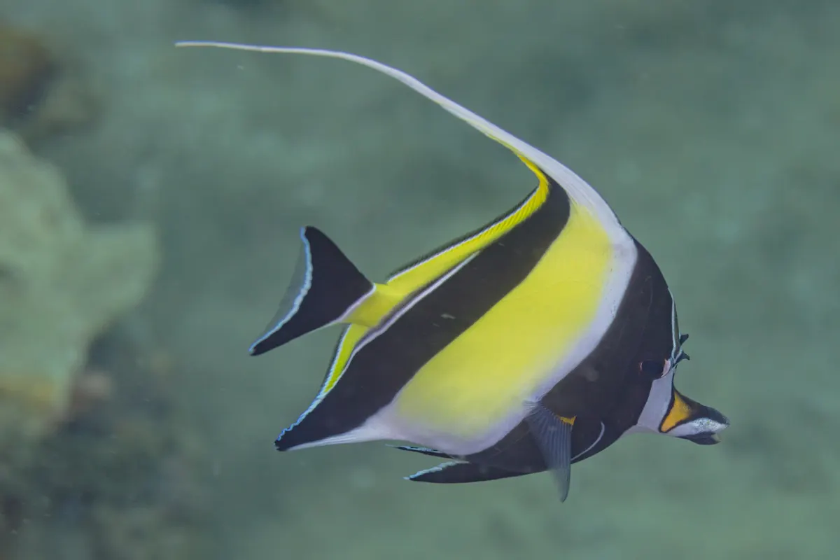 Moorish idol using its long tubular snout to pick encrusting sponges off a reef head