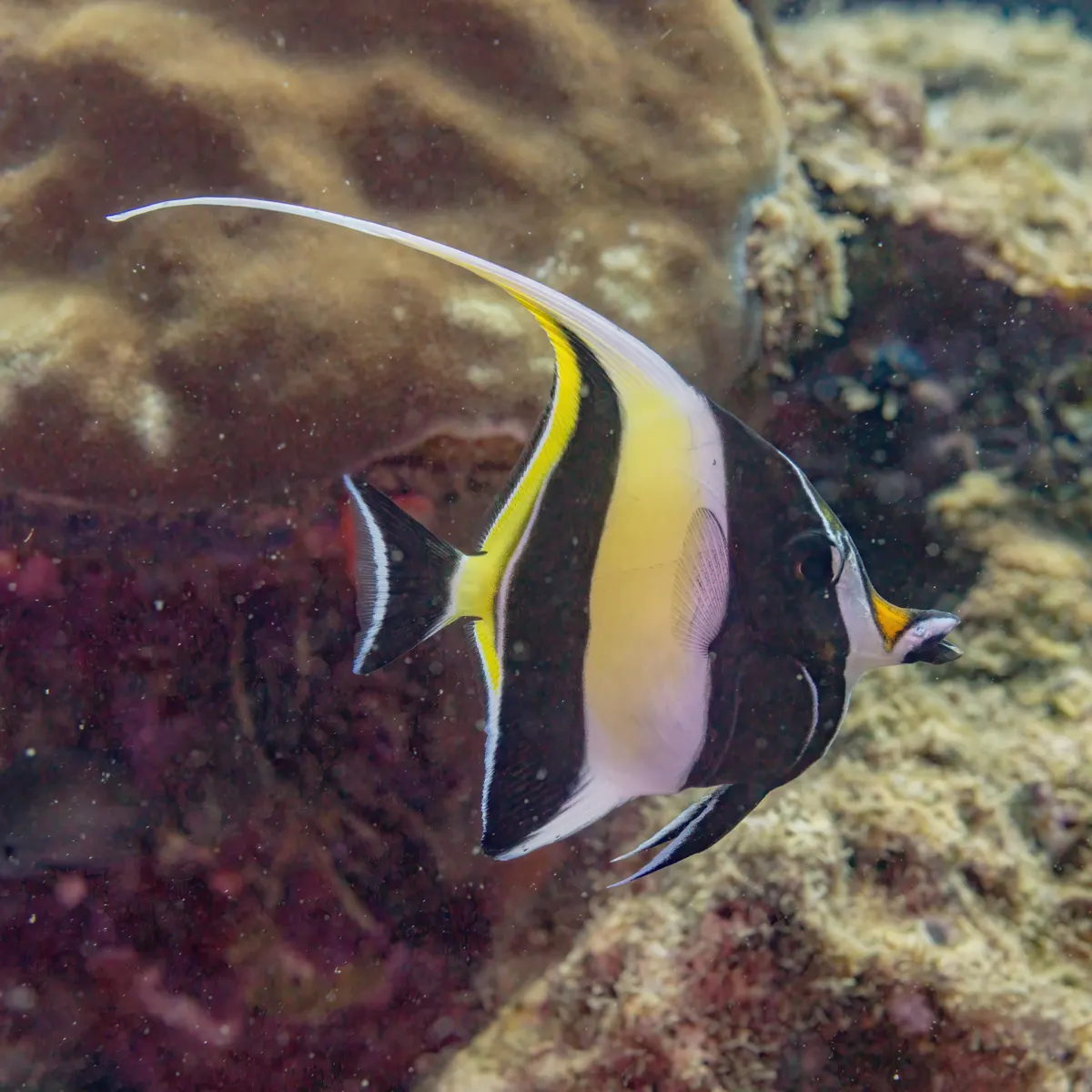 A bonded pair of moorish idols swimming in perfect harmony above a coral structure
