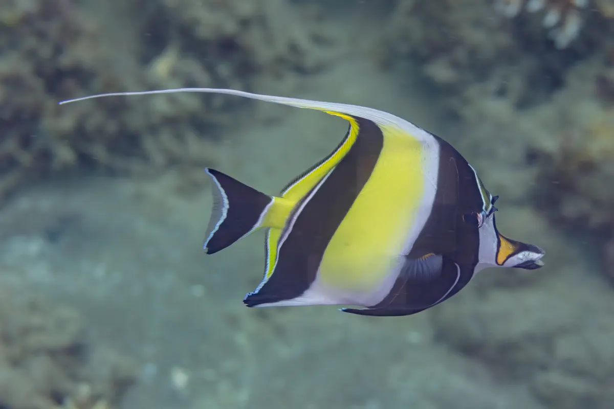 Moorish idol navigating through intricate coral reef heads in crystal clear water
