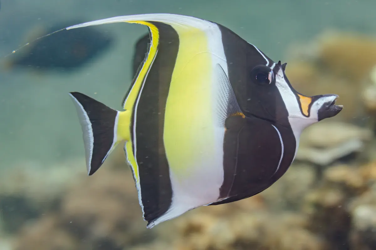 Spectacular high-res shot of Moorish idol swimming in Anilao reefs
