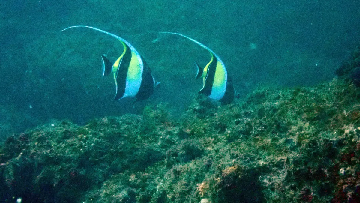 Moorish idol cruising through temperate waters in South Africa