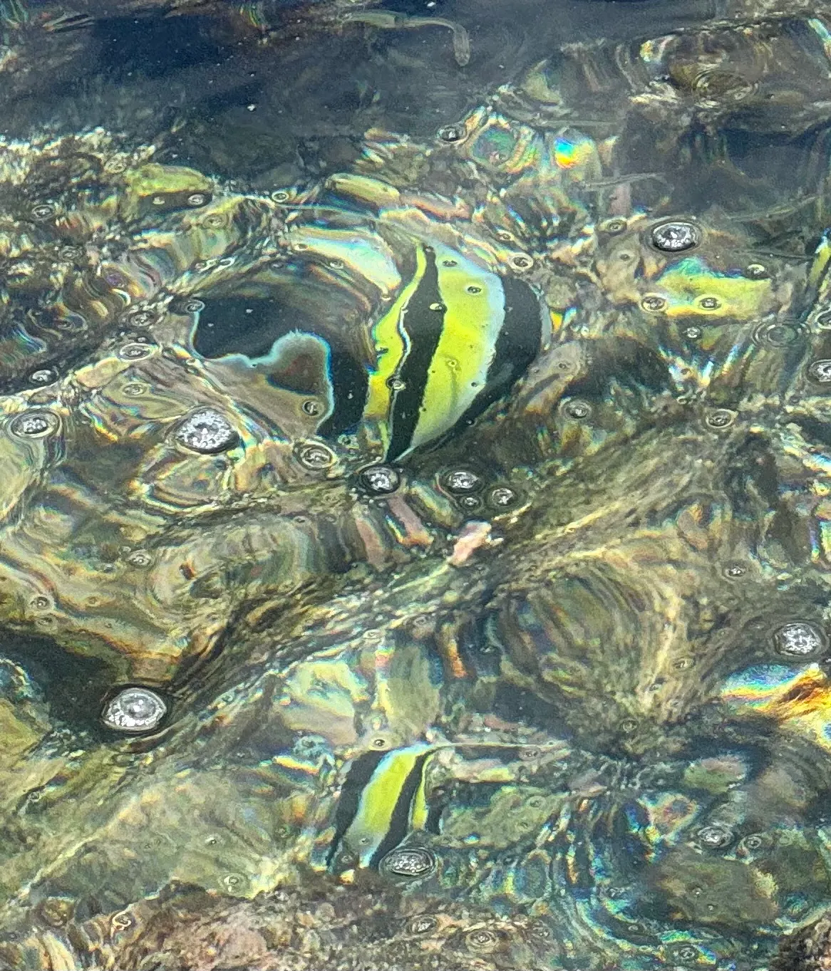 Moorish idol showing its circular compressed disc-like body next to a coral ledge