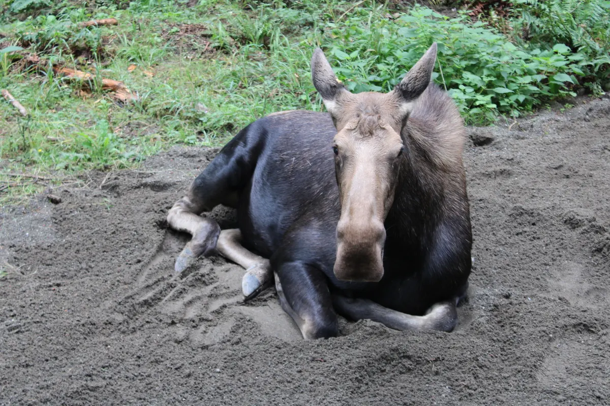 Young moose calf standing in grass