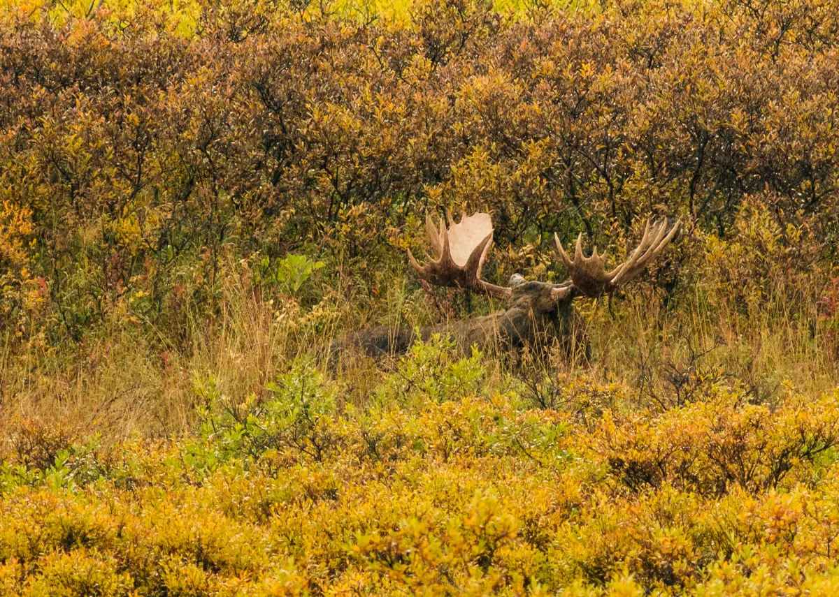 Close view of a moose head, nose, and antlers