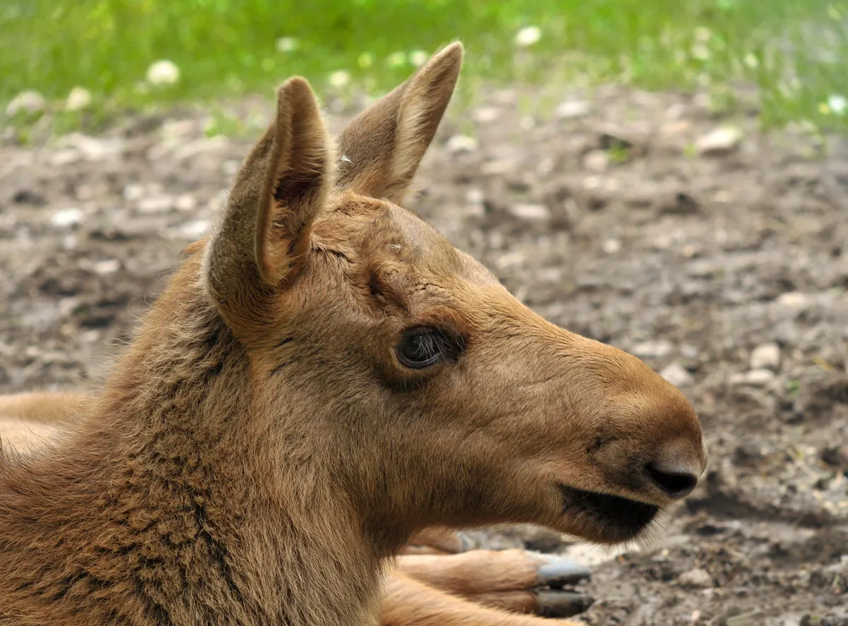 Juvenile moose without full antlers yet
