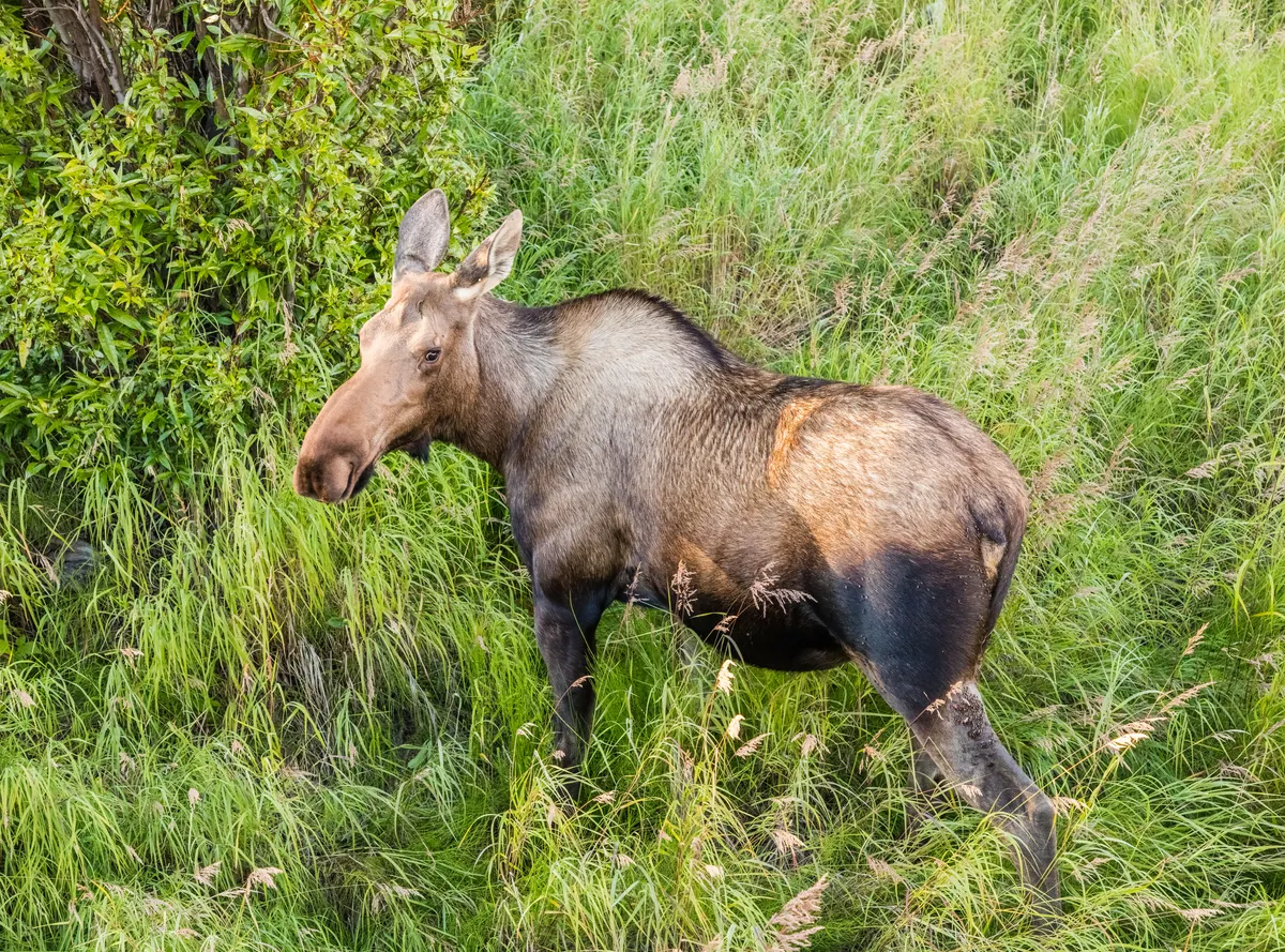 Moose browsing vegetation in a marsh