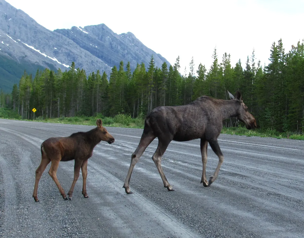 Cow moose crossing a road with her calf