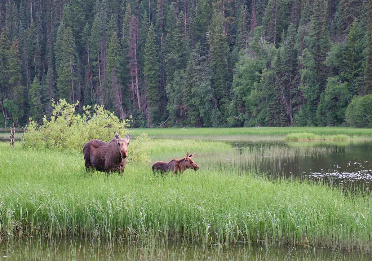 Moose wading in a northern lake surrounded by forest