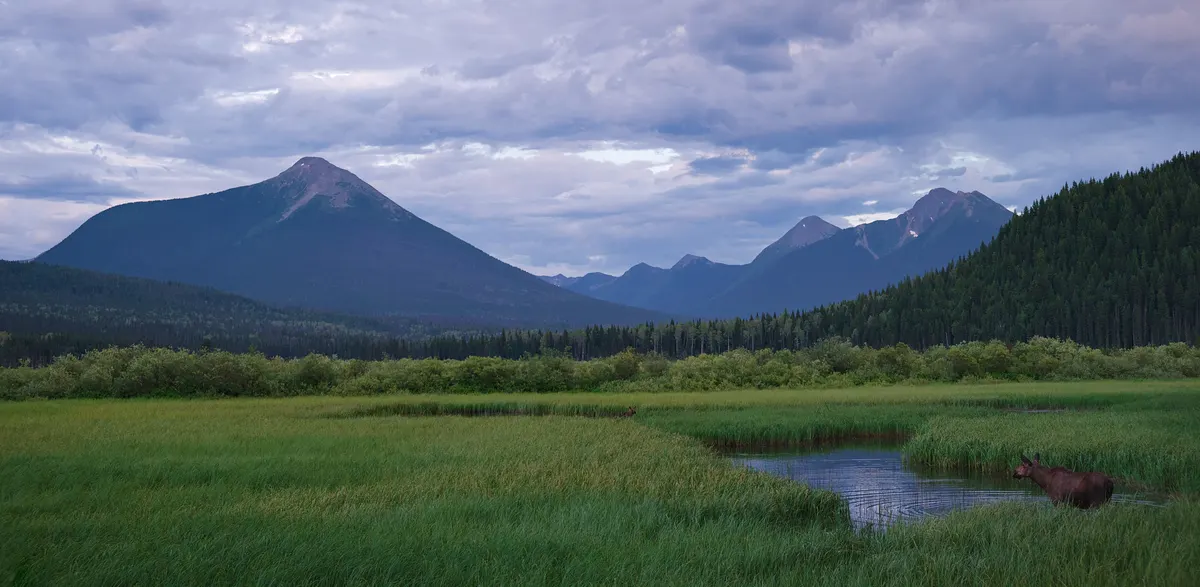 Moose in wetland habitat at the edge of its range