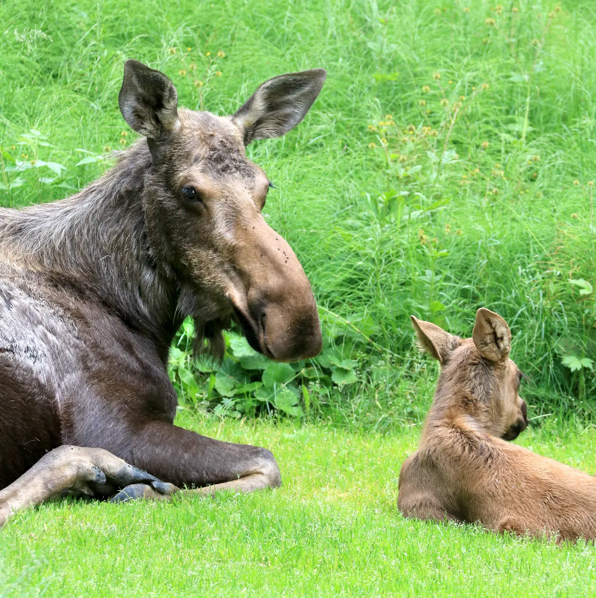 Moose feeding on aquatic plants near water