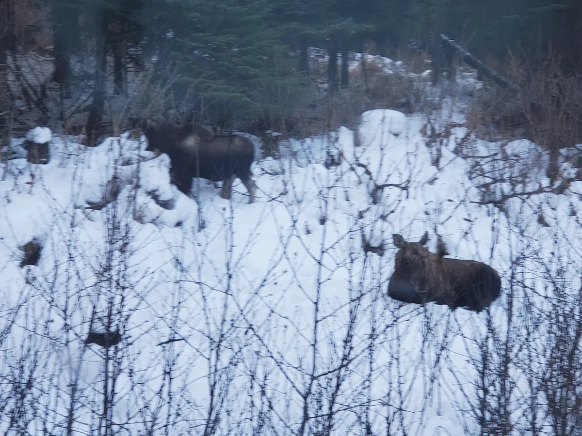 Mother moose with her calf in snowy forest