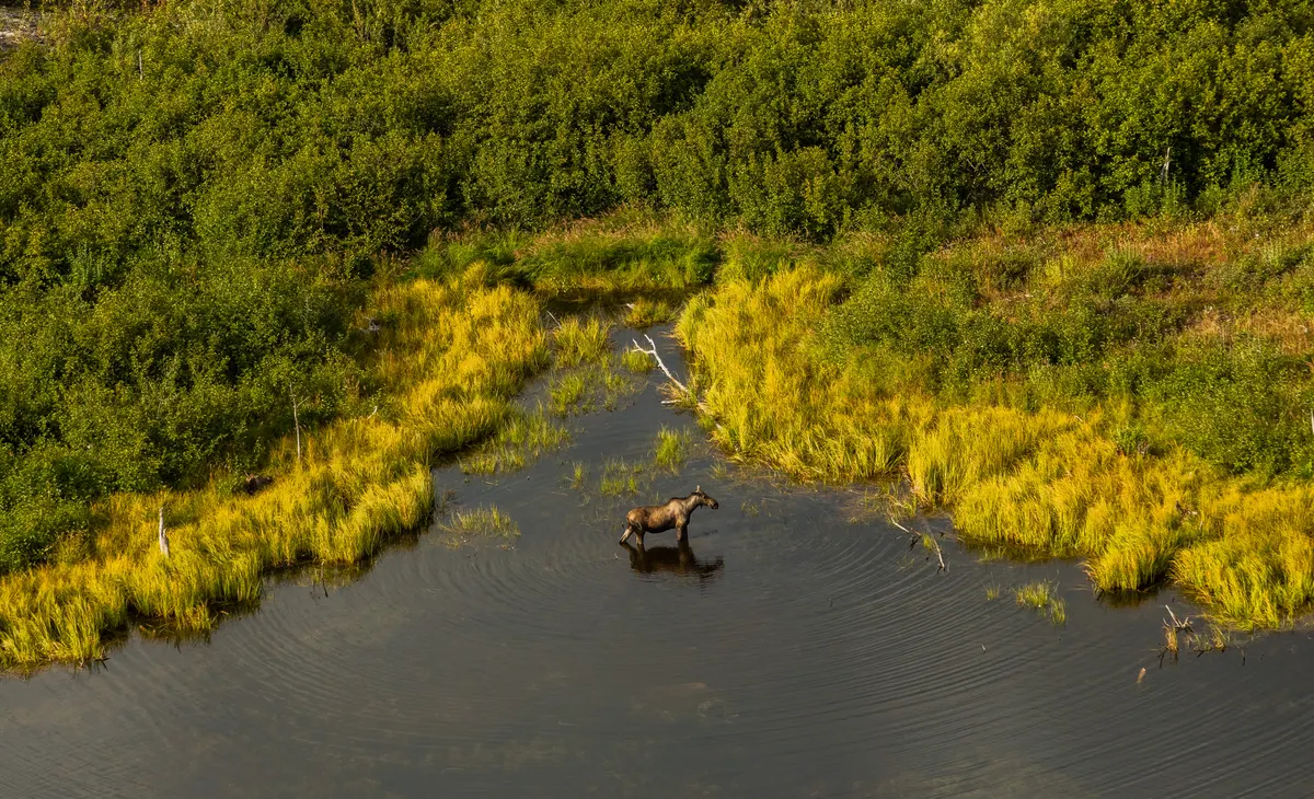 Moose standing in boreal forest and wetland habitat