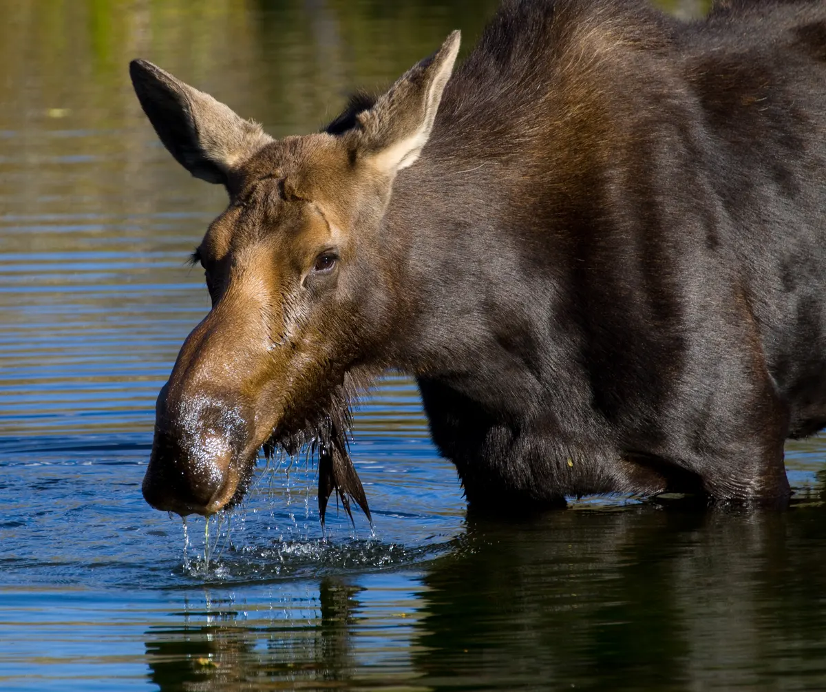 Bull moose with large antlers standing in a mountain meadow