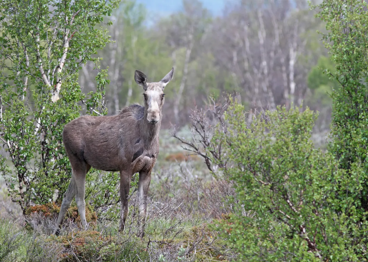 Female moose in Scandinavian boreal habitat