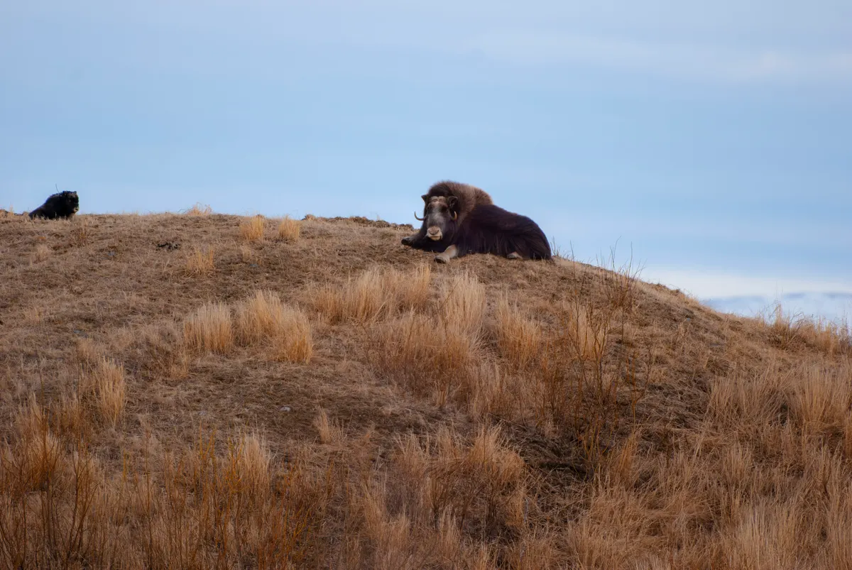 Musk ox cow and calf walking along a road near Nome Alaska