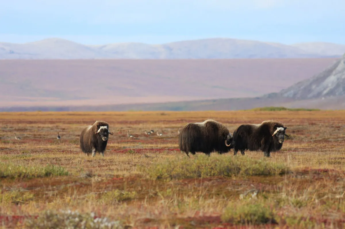 Herd of musk oxen grazing across an open Alaskan field