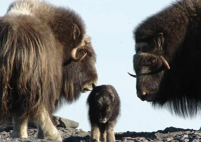 Two adult musk oxen standing protectively beside a young calf