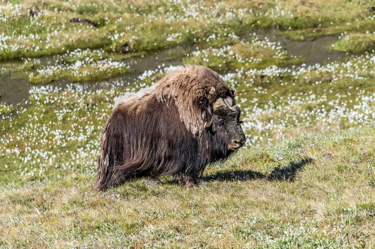 Wild musk ox standing in a rocky Greenland tundra valley