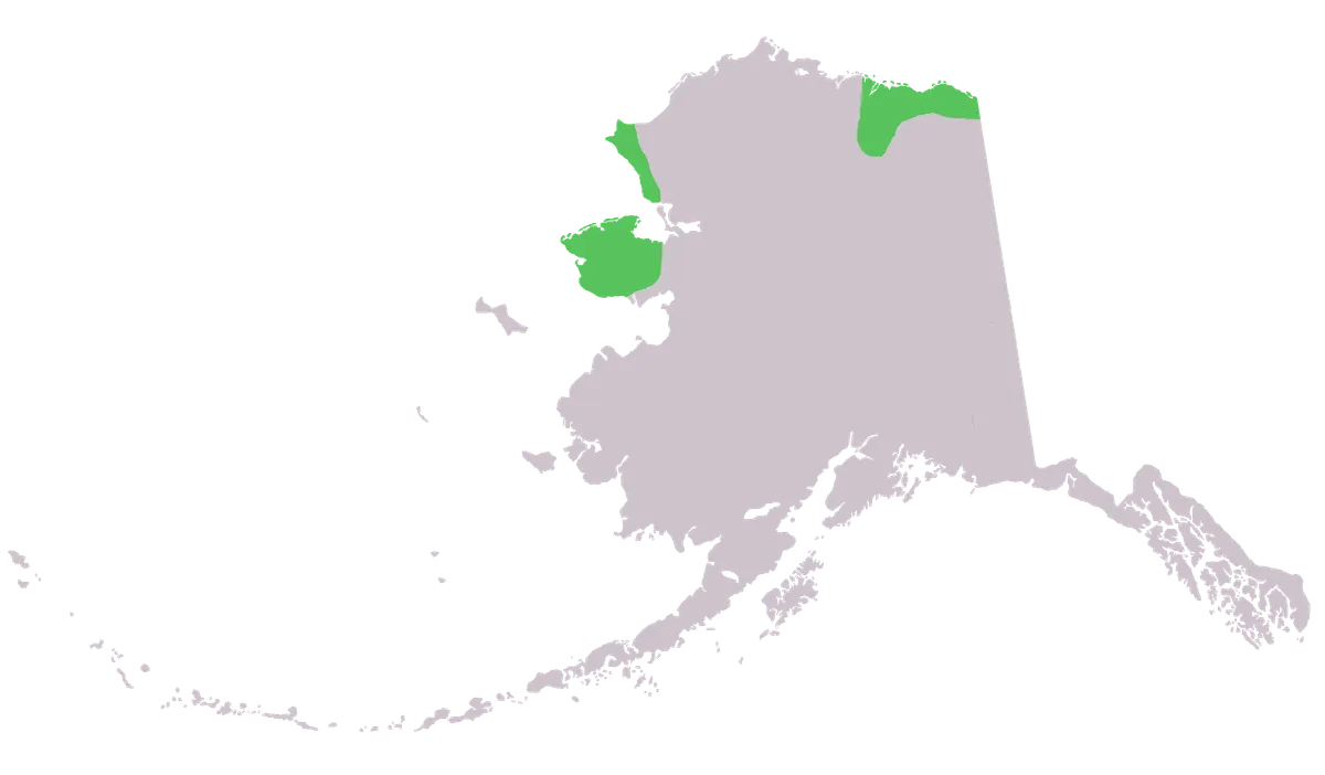 Map showing musk ox distribution across Alaska