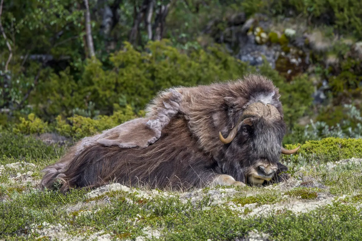 Adult male musk ox with thick winter coat standing in Dovrefjell