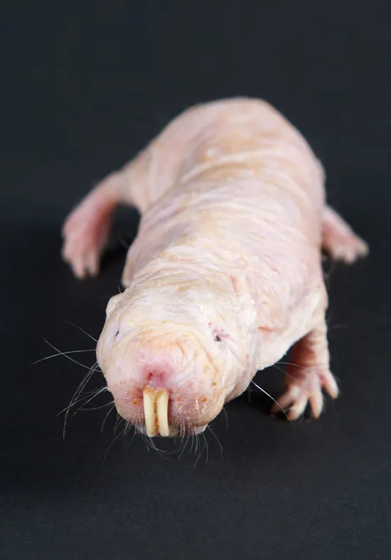 Small naked mole-rat pup photographed at a zoo colony